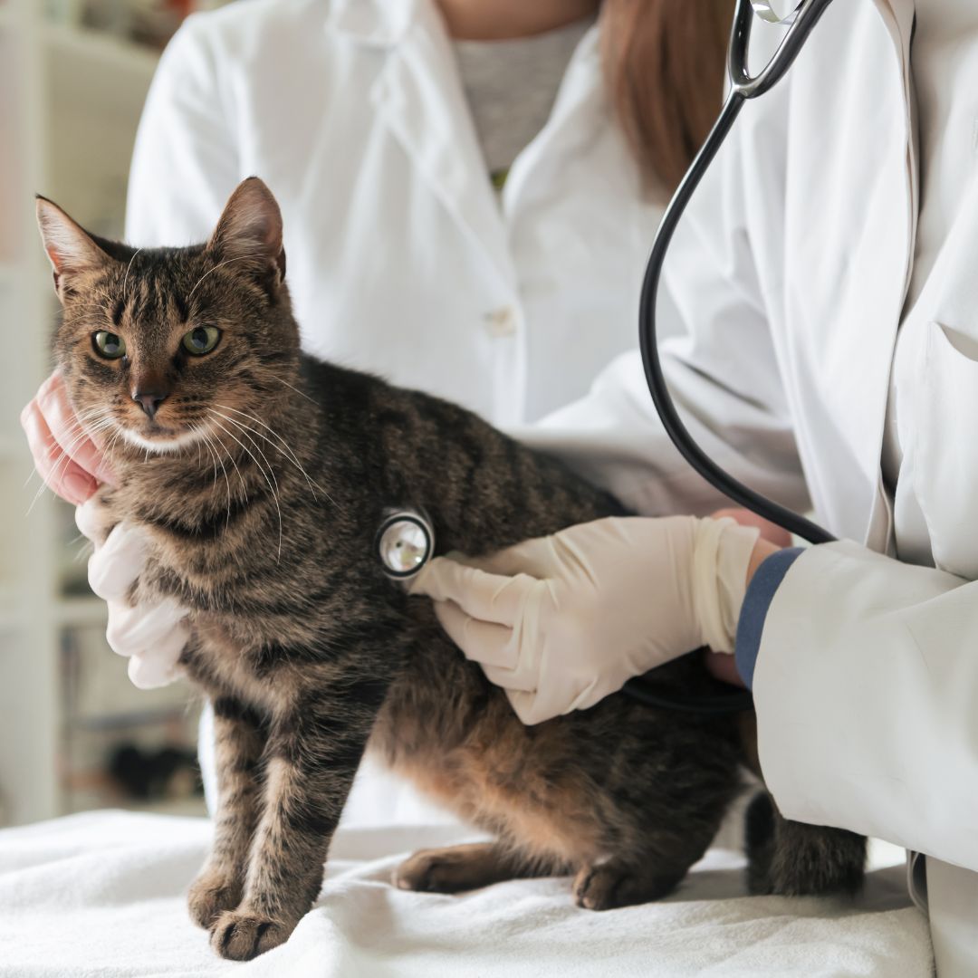 Agendamento de Castração de Gatos