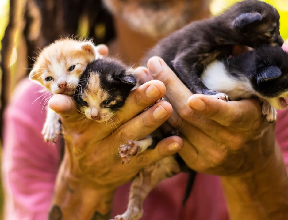  Como faço para adotar um gato?