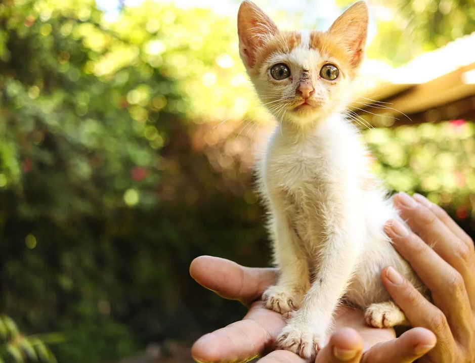  Achei um gatinho na rua! E agora o que eu faço?