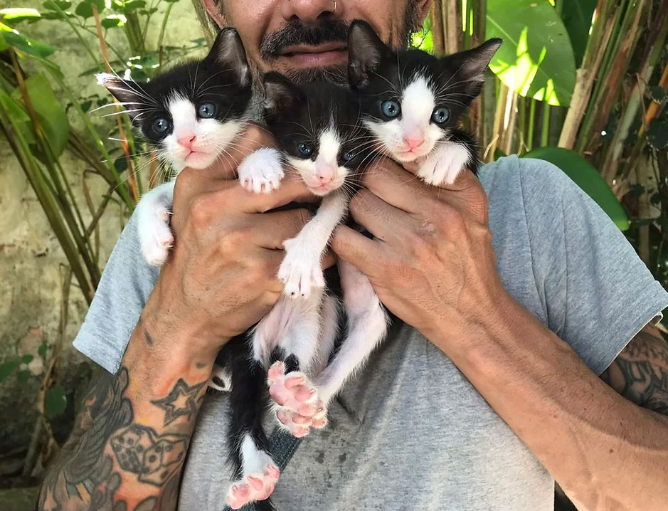 Como faço para doar um gatinho?