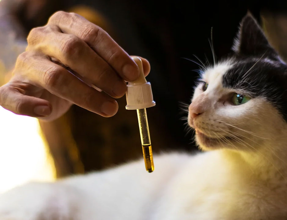 Como Iniciar um Tratamento com Cannabis Medicinal para Seu Gato